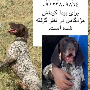 سگ گمشده پوینتر نر