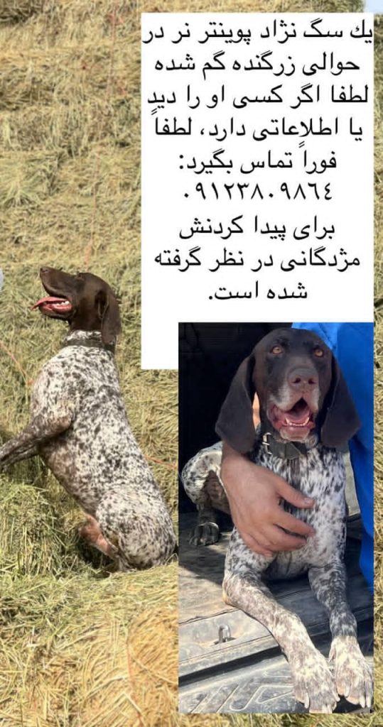 سگ گمشده پوینتر نر