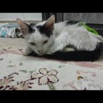 واگذاری گربه کوچولو و ناز