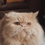 واگذاری پرشین نر