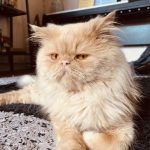 واگذاری پرشین نر