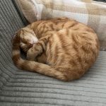 واگذاری گربه در تهران