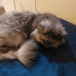 واگذاری رایگان گربه پرشین