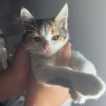 گربه دوماهه  کالیکو دختر