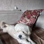 فندق مهربون