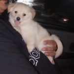 توله چهار ماهه