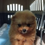 سگ پامرانین خرسی