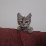 واگذاری گربه ۳ ماهه