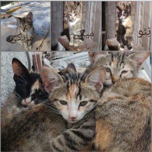 واگذاری فوری سه بچه گربه