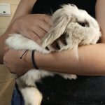 واگذاری خرگوش