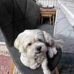 فندق مهربون