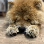 واگذاری چاو چاو