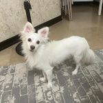 واگذاری رایگان سگ پامر‌اشپیتز