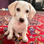 سگ میکس اشپیتز