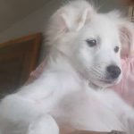 واگذاری رایگان توله سگ اشپیتز نر