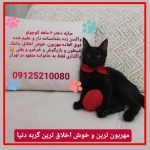 خوش اخلاق ترین گربه ماده ۶ ماهه