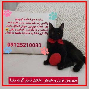 خوش اخلاق ترین گربه ماده ۶ ماهه