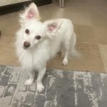 واگذاری رایگان سگ پامر‌اشپیتز