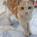 واگذاری رایگان گربه زیریکساله