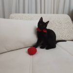 خوش اخلاق ترین گربه ماده ۶ ماهه