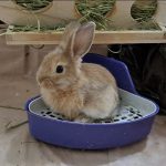 خرگوش مینی لوپ