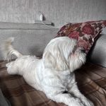 فندق مهربون