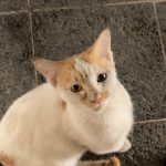 واگذاری گربه