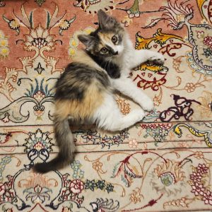 واگذاری بچه گربه ۲ماه