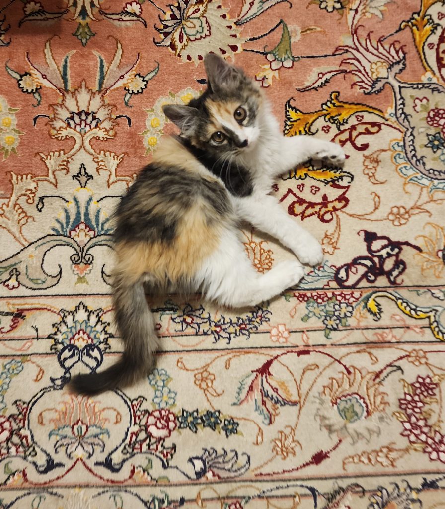 واگذاری بچه گربه ۲ماه