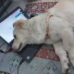 سگ گلدن اشپیتز