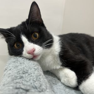 پسر تاکسیدو