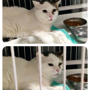 میشا دختر صبورِ مهربون