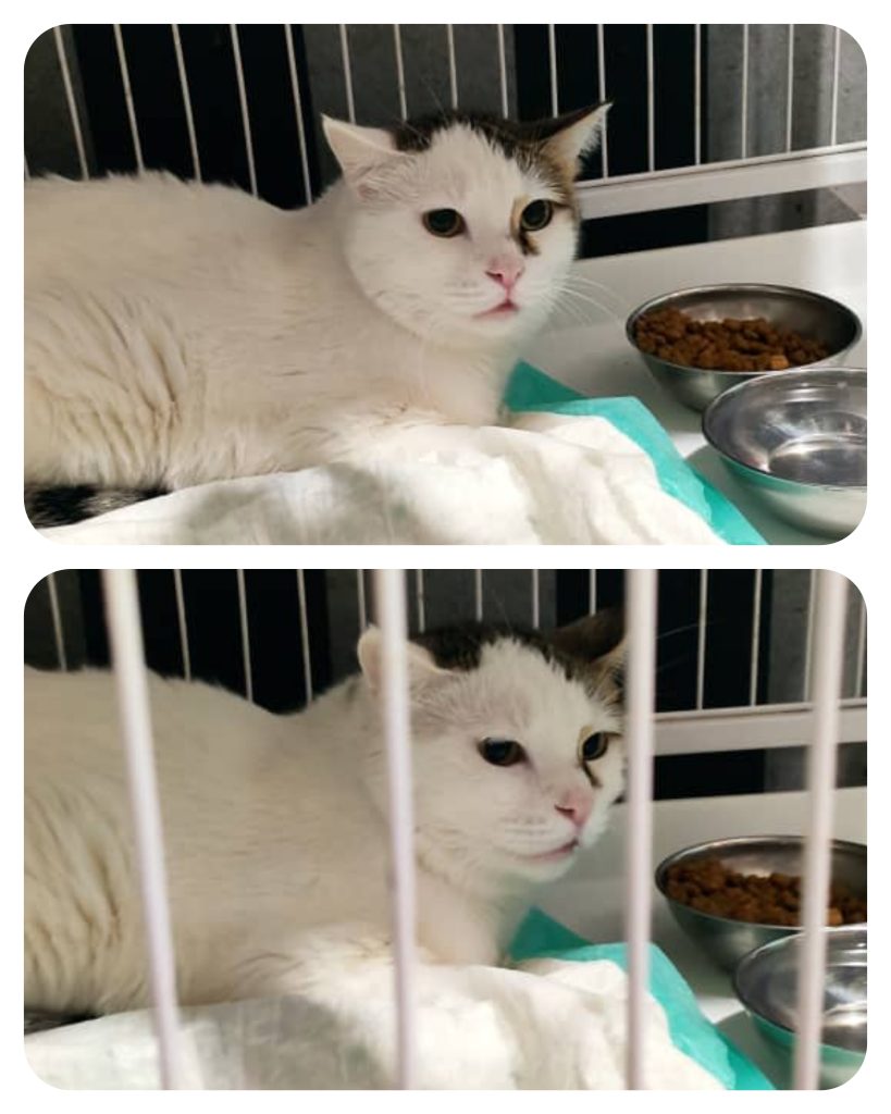 میشا دختر صبورِ مهربون