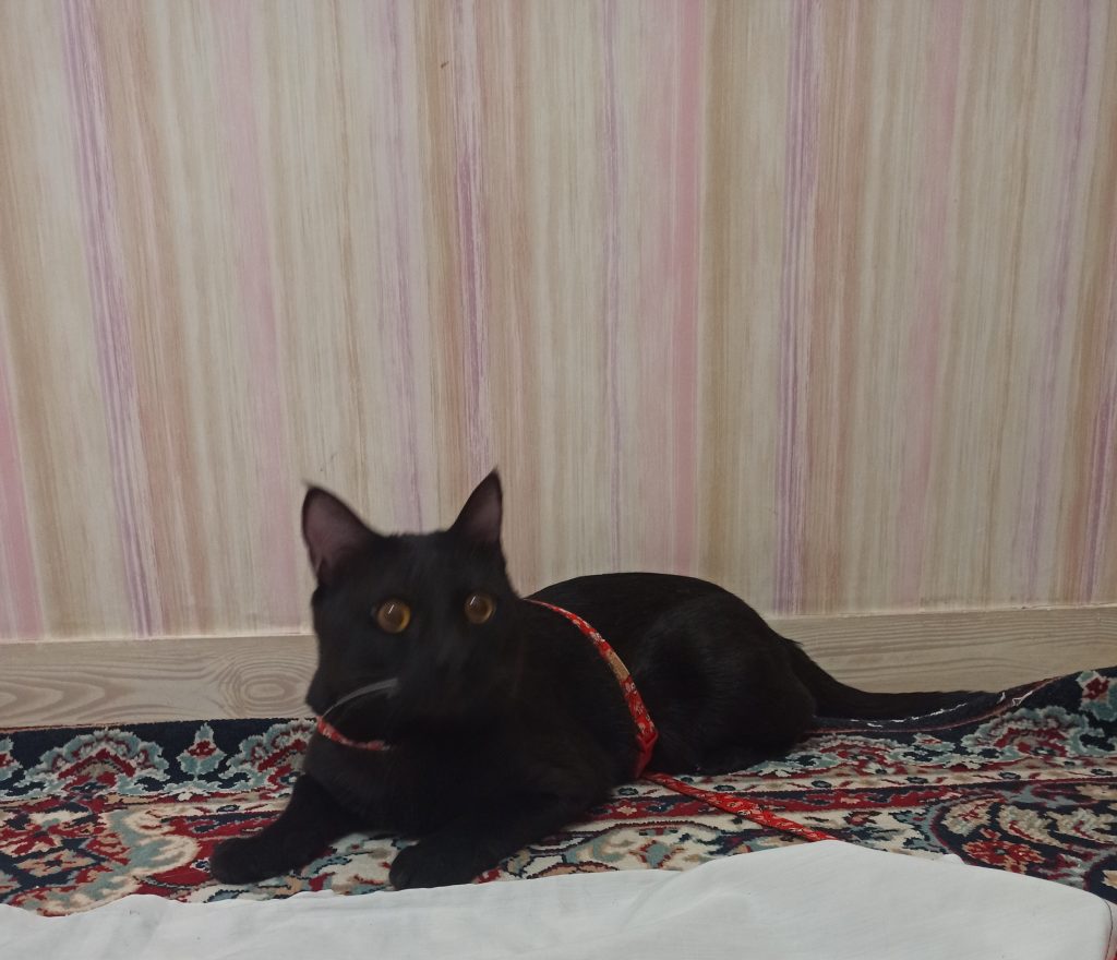 واگذاری رایگان گربه