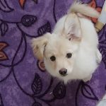 توله چهار ماهه