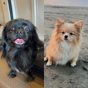 واگذاری پامر ماده پکینیز کاوالیر نر