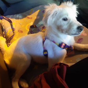 واگذاری رایگان توله سگ اشپیتز نر