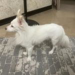 واگذاری رایگان سگ پامر‌اشپیتز