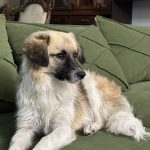 سگ ماده ۷ ماهه میکس اشپیتز