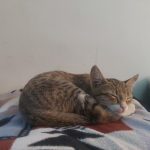 واگذاری گربه DHS