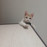 نر DHS , ۶ ماهه