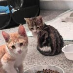 واگذاری بچه گربه