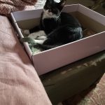 واگذاری گربه مشهد