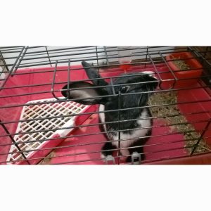 واگذاری خرگوش المانی