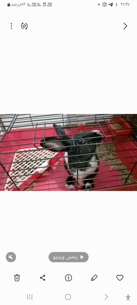 واگذاری خرگوش المانی