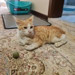 واگذاری گربه DSH حمایتی نارنجی