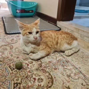 واگذاری گربه DSH حمایتی نارنجی