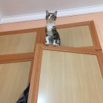 واگذاری رایگان بچه گربه