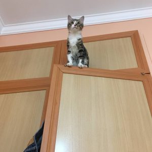 واگذاری رایگان بچه گربه