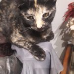 واگذاری گربه های مودب و خوشگل